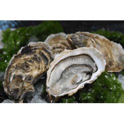 Huîtres N°1